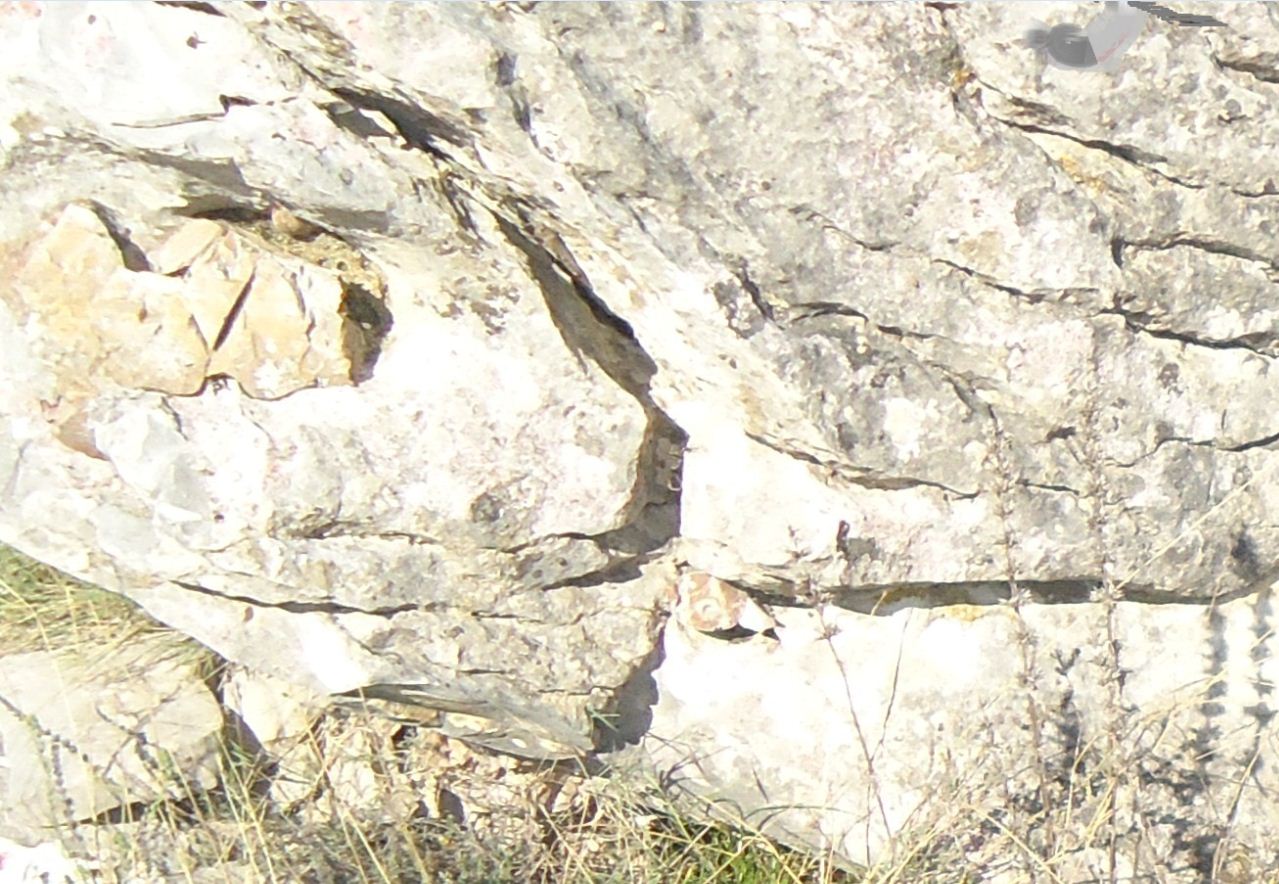 0_1528117653889_s.JPG