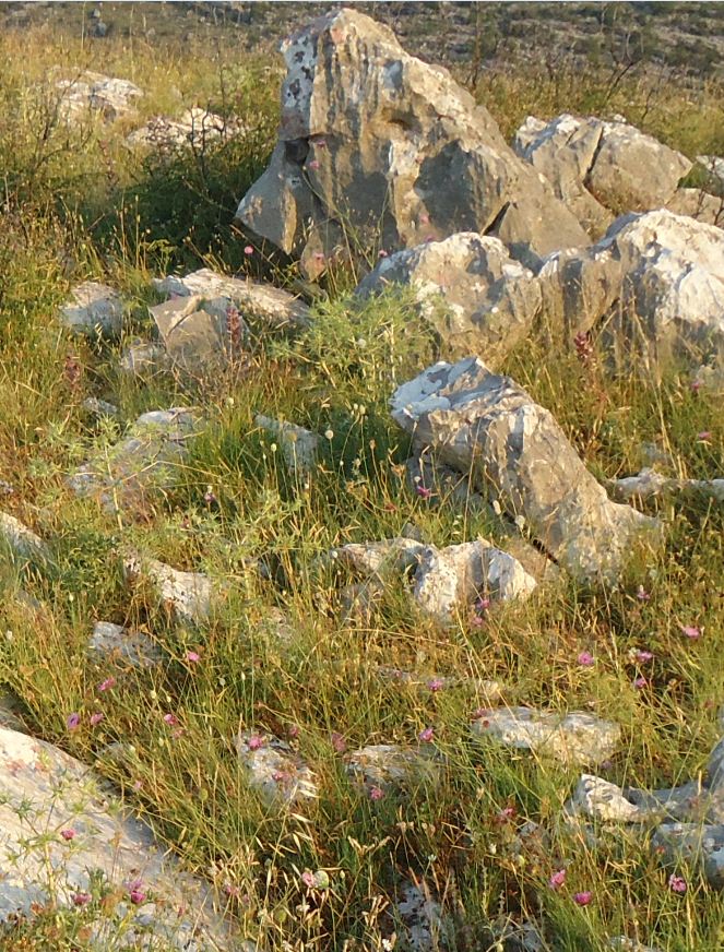 0_1529930465164_zoym.JPG